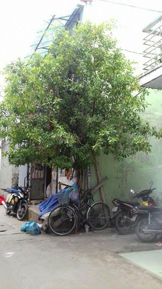 Bán nhà Đường Hồ Đắc Di, P. Tây Thạnh, Q. Tân Phú