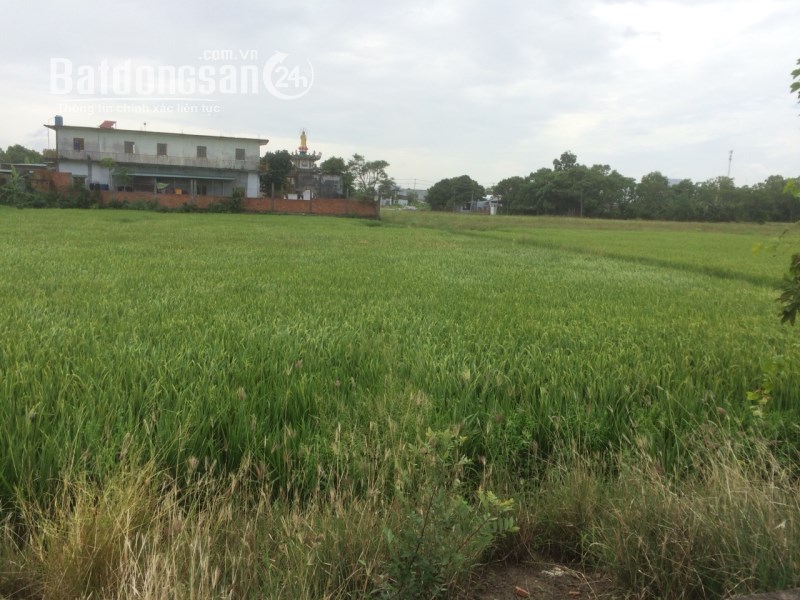 Cần bán 11.000 m2 đất vườn trong khu dân Bùi Thanh Khiết – Bình Chánh