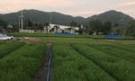 Bán Đất Mặt Tiền Trịnh Đình Thảo, Phường Kim Dinh, Thành Phố  Bà Rịa - Vũng Tàu