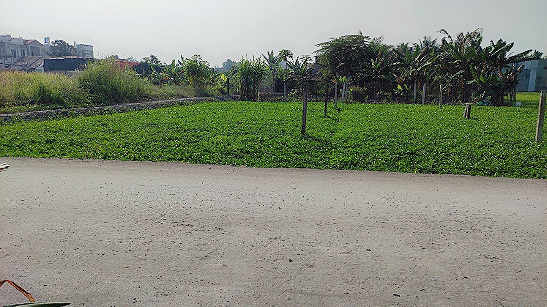 Đất nở hậu Huỳnh Thị Quyến, đường xe hơi gần UB Xã Bình Mỹ. 750tr 
