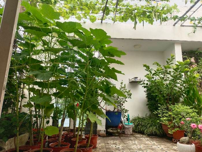 Nhà Trường Thọ – TP Thủ Đức – 54m² – 4 Tầng – HX Tải – 8.4 Tỷ