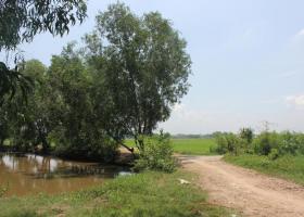 1700m đất vườn Gần Công viên nước Củ Chi, xã Phước Vĩnh An 1703195