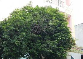 Mặt tiền đường số 4, KDC Thăng Long, Bình Trị Đông B, Bình Tân, 3 lầu 2391695
