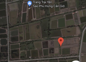 Nhà nát mặt tiền đường xe hơi liên phường xã Lý Nhơn, Cần Giờ bán 3919408