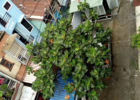 Cần bán nhà MT Nguyễn Ngọc Lộc, 2 lầu + ST, DT 3,6 x 18m, chỉ 12.8 tỷ  6105201